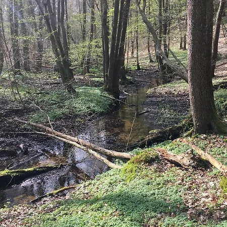 Bungalows Am Waldessaum Bei Hohenzieritz